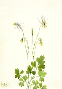 Aquilegia Ecalcarata by Mary Vaux Walcott