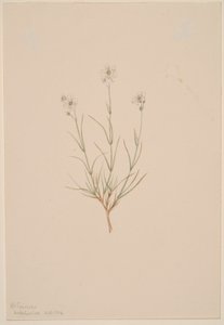 Arenaria formosa by Mary Vaux Walcott