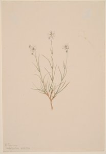 Arenaria formosa, 1904 by Mary Vaux Walcott
