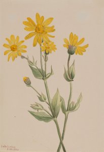 Arnica (Arnica latifolia) by Mary Vaux Walcott