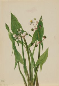Arum Arrowhead by Mary Vaux Walcott