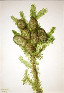 Balsam Fir