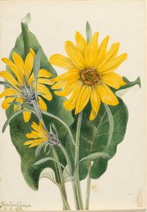 Balsamroot