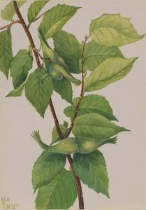 Beaked Hazelnut Corylus rostrata, 1932 by Mary Vaux Walcott