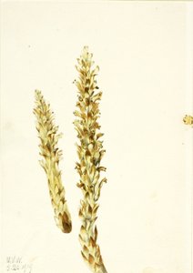 Bear Corn by Mary Vaux Walcott