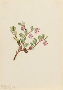 Bearberry by Mary Vaux Walcott