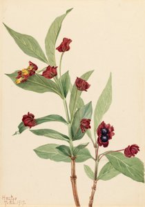 Bearberry Honeysuckle Lonicera involucrata, 1917