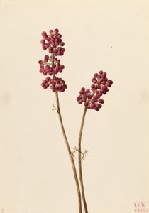 Beauty Berry (Callicarpa americana)