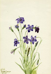 Bellflower by Mary Vaux Walcott