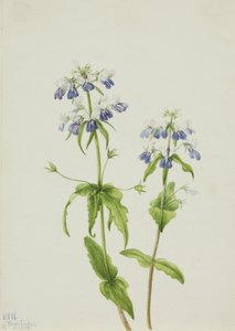 Blue-Eyed Mary Collinsia Verna, 1927 by Mary Vaux Walcott