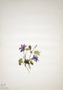 Blue Columbine by Mary Vaux Walcott