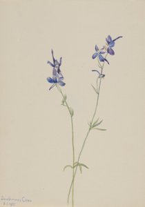 Blue Larkspur (Delphinium Nuttallianum) by Mary Vaux Walcott