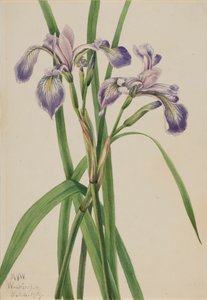 Blueflag Iris Iris versicolor