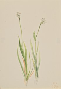 Bog-Asphodel Tofieldia intermedia by Mary Vaux Walcott