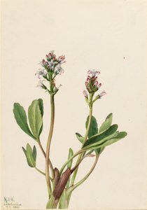 Bogbean by Mary Vaux Walcott