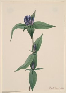 Bottle Gentian Gentiana saponaria, 1905