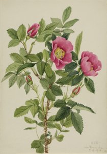 Bourgeau Rose by Mary Vaux Walcott
