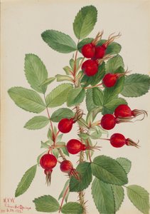 Bourgeau Rose Rosa bourgeauiana by Mary Vaux Walcott