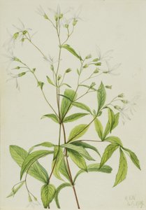 Bowman