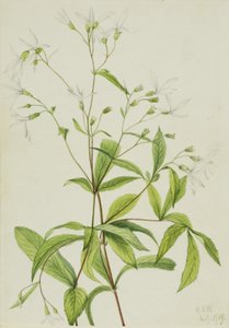 Bowmansroot Porteranthus trifoliatus