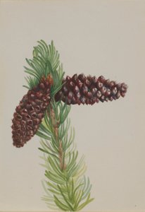 Bristle-Cone Pine by Mary Vaux Walcott
