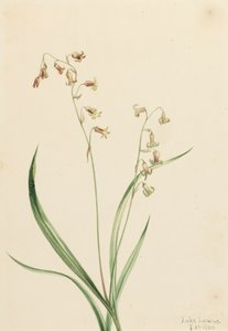 Bronzebells Stenanthium occidentale by Mary Vaux Walcott