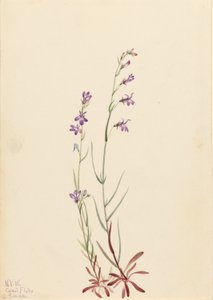 Brook Lobelia by Mary Vaux Walcott