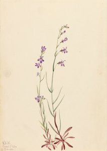 Brook Lobelia, 1923 by Mary Vaux Walcott