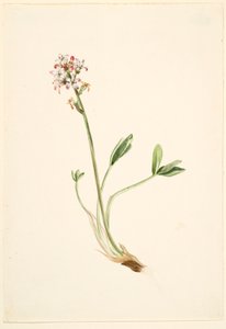 Buckbean (Menyanthes Trifoliata) by Mary Vaux Walcott