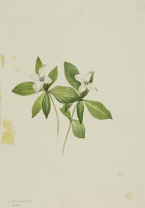 Bunchberry Cornus canadensis, 1902 by Mary Vaux Walcott