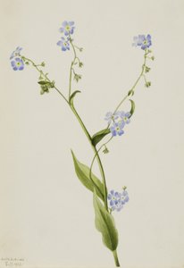 Bur-forget-me-not Lappula Diffusa by Mary Vaux Walcott