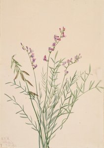 Burgess Milkvetch Astragalus bourgovii, 1922