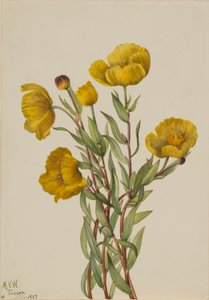 Bushpoppy