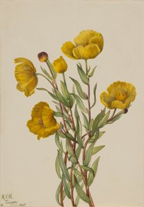 Bushpoppy Dendromecon Rigidum
