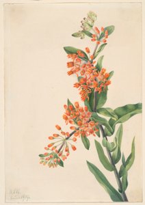 Butterfly Weed by Mary Vaux Walcott