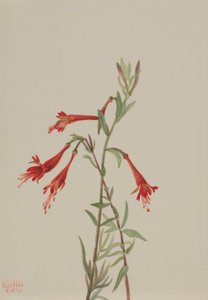 California Fuschia