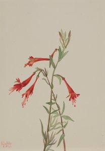 California Fuschia Zauschneria californica, 1936