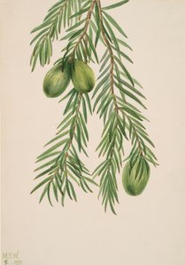 California Nutmeg Tumion californicum by Mary Vaux Walcott