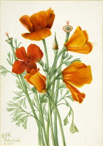 California Poppy by Mary Vaux Walcott