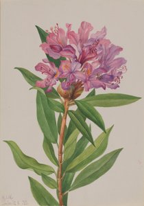 California Rose-Bay Rhododendron californicum