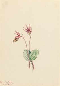 Calypso by Mary Vaux Walcott