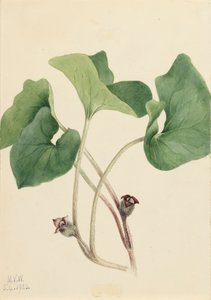 Canada Wild Ginger Asarum canadense