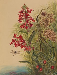 Cardinal Flower
