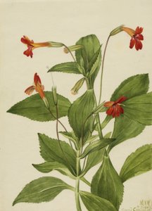 Cardinal Monkey Flower Mimulus cardinalis