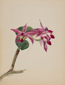 Cattlaya superbus, 1881
