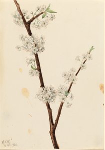 Chickasaw Plum by Mary Vaux Walcott