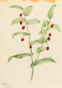 Clasping Twisted Stalk (Streptopus amplexifolius)