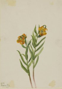 Columbia Lily