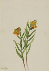 Columbia Lily, 1925