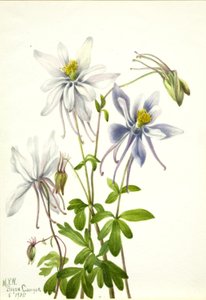 Columbine